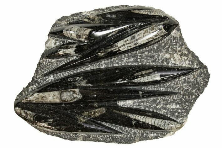 Polished Fossil Orthoceras (Cephalopod) Plate - Morocco #341448